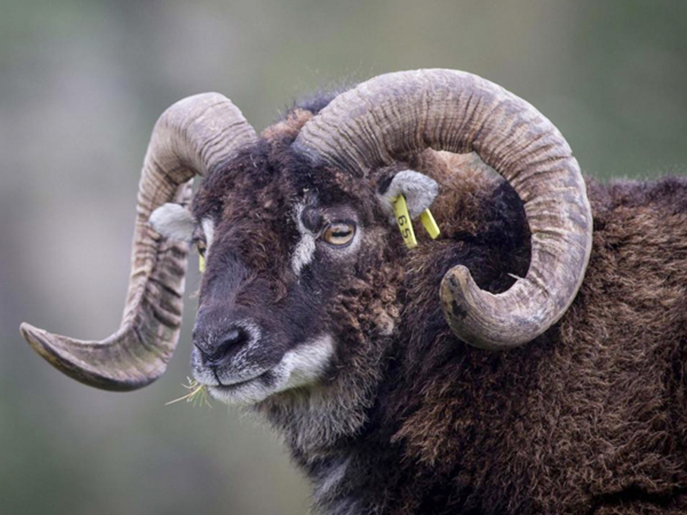 Soay Sheep The Soay And Boreray Sheep Society Soay Sheep The Soay And Boreray Sheep Society